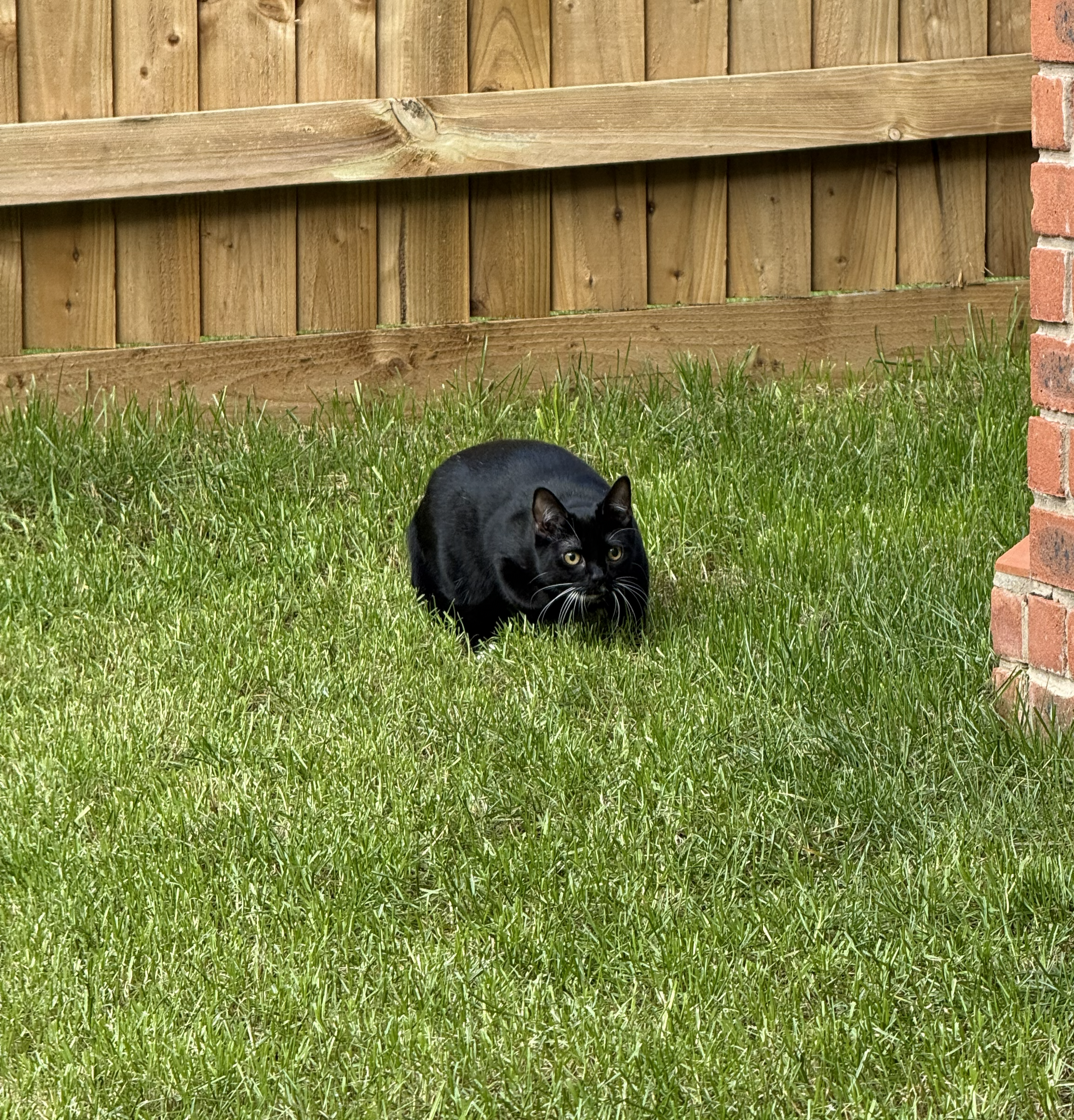 Boo the black cat, crouching in the grass
