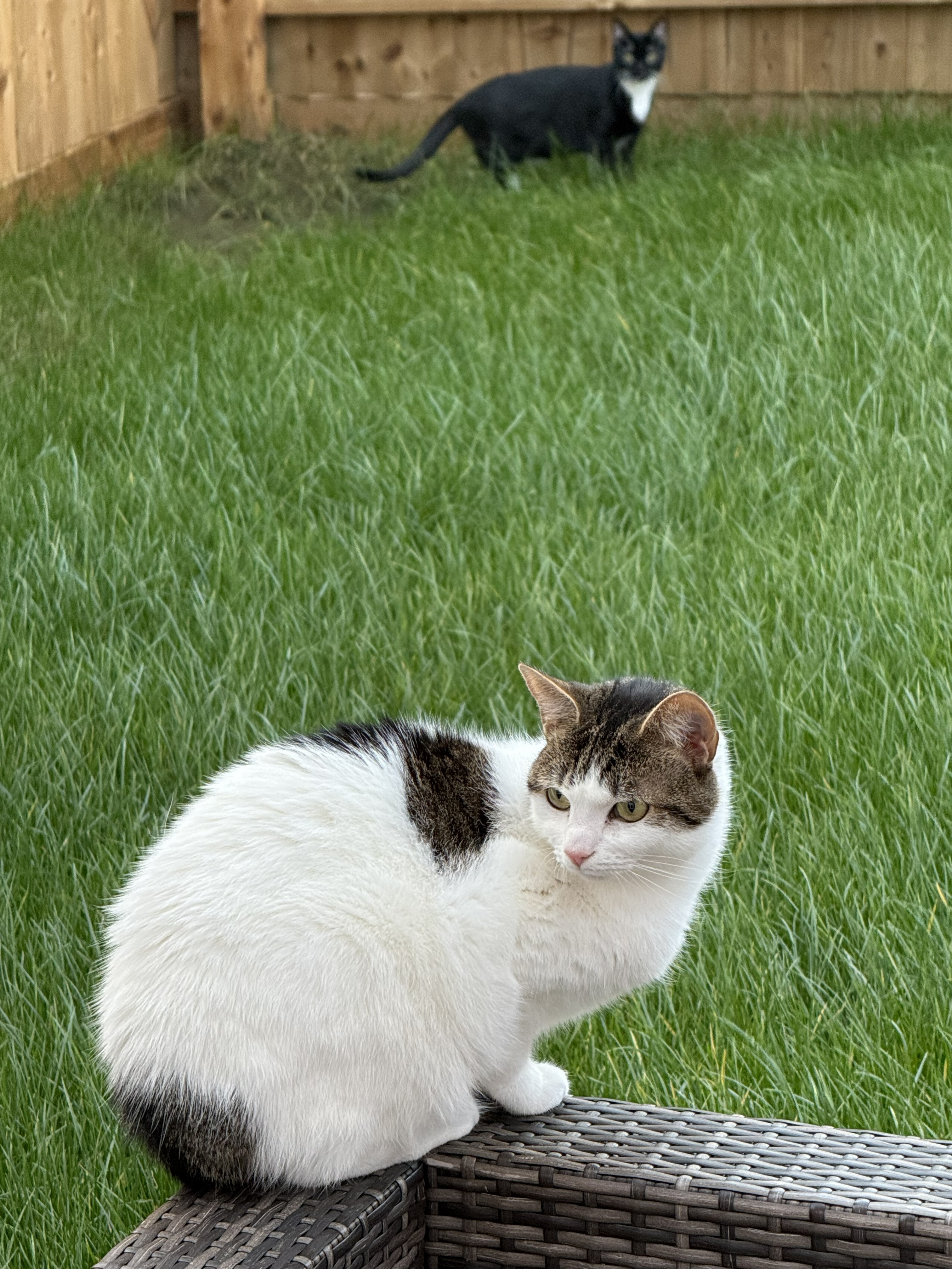 Cali the tabby cat sitting on garden furniture