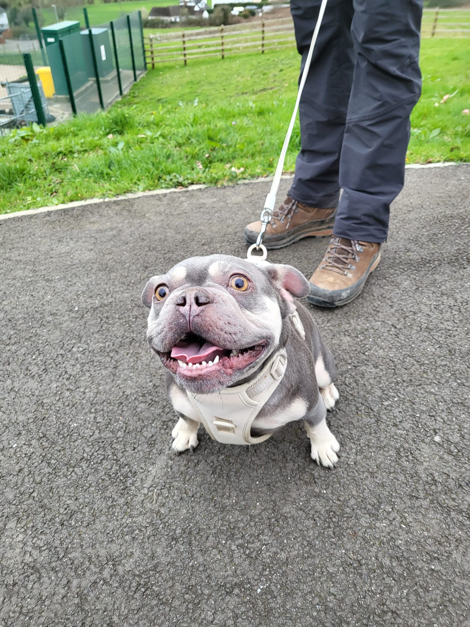 Coco the bulldog, smiling on a walk in Llanwern